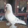 حاتم الدليمي's profile picture
