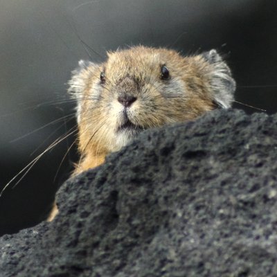 tatary's profile picture