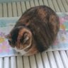 Фото профиля 赤猫