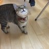 ぱら's profile picture
