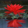 Garnet Lotus 的头像