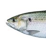 Фото профиля Fish🐟