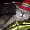Lady Caca's profile picture
