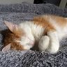 Calliopie13 profil fotoğrafı