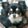 紲♯キズナ♭'s profile picture