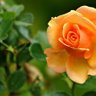 Фото профиля Riaz Hossain