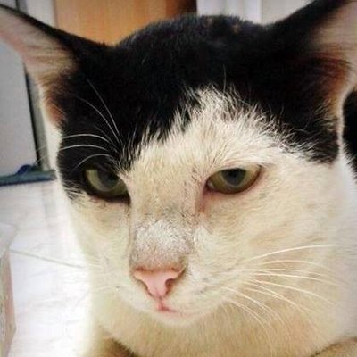 ♬╮🍁The kitten🍁╰♬'s profile picture