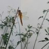 Blastophagus_sp 的头像