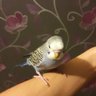 Forhonor's profile picture