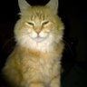 Jenn Vell profil fotoğrafı