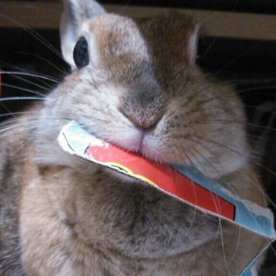 mucai_ningyo's profile picture