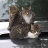 ひこぼし profil fotoğrafı