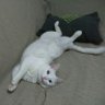 Laubla's profile picture