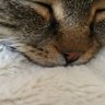 Сафар's profile picture