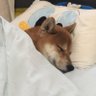 Profilbild von 柴犬大和