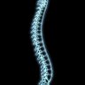 Sinew's profile picture