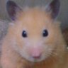 Keiji.S's profile picture