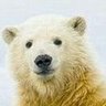 くまんどー🍄（くまーん） 的头像