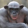 Country Club Chimp 的头像