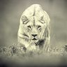 Bertrand profil fotoğrafı