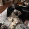 David Greenberg's profile picture