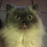 Oslith's profile picture