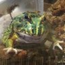 ヲタうさ 的头像