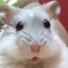 Profilbild von トロ