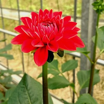 takase_farm's profile picture