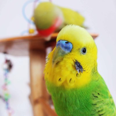 ごえchan's profile picture