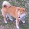 はなこ's profile picture