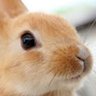 てつや 的头像