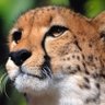 ginaistrying's profile picture