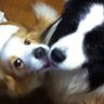 トレハ 的头像