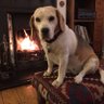 The Beagle 的头像