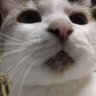 英法師's profile picture