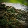MossWaters profil fotoğrafı