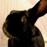 🌷🐇v35skyline🐰🌷 profil fotoğrafı