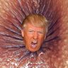 TRUMP IS AN ASSHOLE profil fotoğrafı
