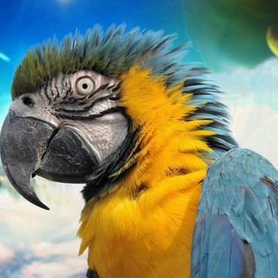 UrbainPirouette's profile picture