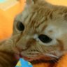 しょうちゃん's profile picture