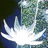 鏡水花's profile picture