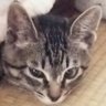 ねこ12/28新潟DATE FANKS!でベイベ🍑 profil fotoğrafı