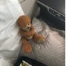 Sir Percy Bear profil fotoğrafı