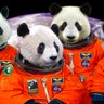Фото профиля First Panda in Space