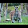 しゃなな profil fotoğrafı