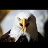 BALDEAGLE's profile picture
