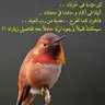 وان عدتم عدنا 的头像