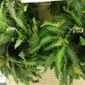 Male here! 的头像