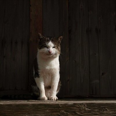 lion007's profile picture